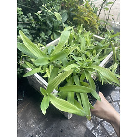 Mua Cỏ bao tử hay còn gọi là linh chi thảo  cỏ dạ dày Mầm Xinh