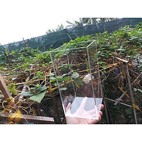 Hồ cá betta - Wild betta - hồ cá để bàncá cảnh trong suốt