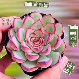 SEN ĐÁ VIỀN HỒNG SIZE BÉ SIÊU KHỎE ĐẸP LỖI 1 ĐỔI 1