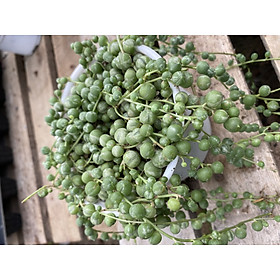 Cây sen đá hạt ngọc var tròn, giọt nước var size chậu 9-10cm_hàng sẵn