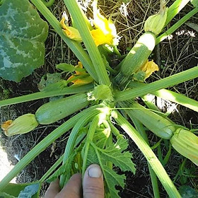 Gói Hạt Giống Bí Ngòi Xanh - Tặng Kèm Phân Bón