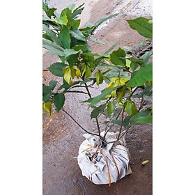 Mua Cây Hoa dẻ giống  cấy đẹp nguyên bầu  cam kết giống chuẩn