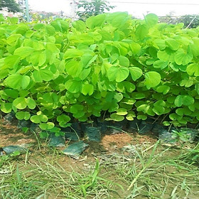 Mua Cây ban tím giống cao gần 1m