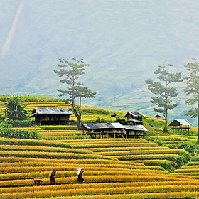 Tour 3N2Đ Mù Cang Chải Mùa Lúa - Đèo Khau Phạ - Khoáng Nóng Thanh Thủy, Khởi Hành Thứ 6 Hàng Tuần