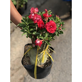 Mua Chậu sứ Thái gốc to bông kép hoa màu hồng