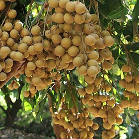 Cây giống nhãn thái ido miền nam