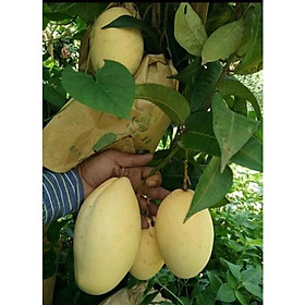 Cây giống Xoài Keo Campuchia
