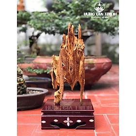 Cây Trầm Kiến Núi Để Bàn Trà