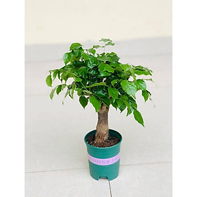 Mua Cây hạnh phúc  cao 40cm (ảnh thật)