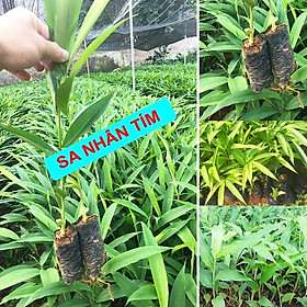 Mua Cây giống Sa Nhân Tím  tốt đường ruột  phong thấp