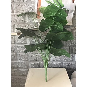 Cây trầu bà cao 70cm, 18 lá- Cây trang trí