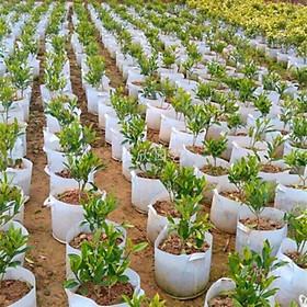 Combo 5 túi vải có quai trồng cây KT: 30x25cm