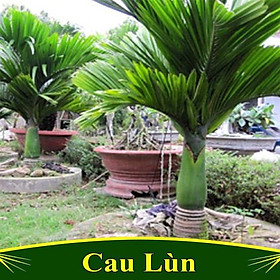 Mua CÂY GIỐNG CAU LÙN SIÊU QUẢ- CAM KÊT GIỐNG CHUẨN F1