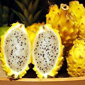 Mua Giống thanh long ruột vàng