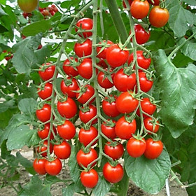 Hạt giống cà chua cherry F1- A6 0.5g