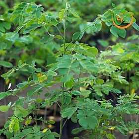 Cây giống Me Tây