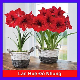 Củ hoa lan huệ (màu đỏ nhung) - cây cảnh để bàn - ra hoa sau 1 tháng