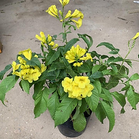 Mua Cây chuông vàng cao 45cm nở hoa quanh năm  trồng tạo bóng mát trang trí sân vườn  công trình