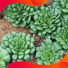 Mua 03 Gói Hạt Giống Cải Hoa Hồng - Nảy Mầm Cực Chuẩn