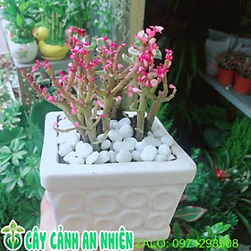 Chậu Cây Cành Vàng Lá Ngọc