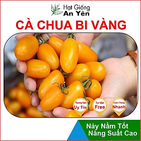 Hạt giống Cà Chua Bi Vàng thu hoạch sớm, dễ trồng, nảy mầm cao, sinh trưởng khoẻ