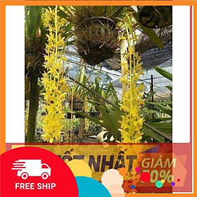 Hoa lan kiếm, Chậu cây giống lan Kiếm hoa VÀNG giống nhập Thái đã thuần khí hậu Việt Nam cây đẹp sản phẩm mới