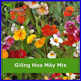 Hạt Giống Hoa Mây Nhiều Màu Mix