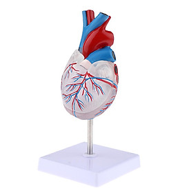 Human Anatomy Model, Lab Learning Teaching Resources - Human Heart Anatomical Model, Life Size, Clear