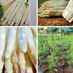 Mua Combo 2 gói hạt giống măng tây trắng dể trồng f1- gói 20 hạt-tặng kèm gói phân bón lót
