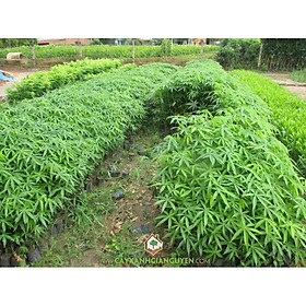 Mua CÂY GIỐNG TRÔM LẤY MỦ