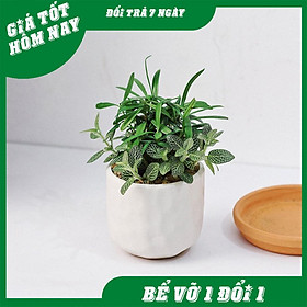 Mua Chậu Sứ Mắt Na Bát Tràng Trồng Cây Cảnh Để Bàn  chậu mini Sen Đá  Xương Rồng  tiểu cảnh terrarium