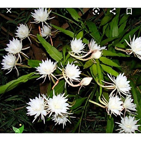 Mua Cây Giống Hoa Dạ Quỳnh