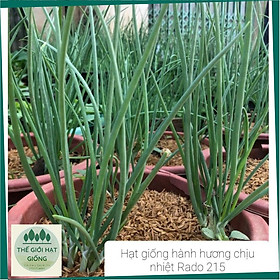 Mua Hạt giống Hành Hương chịu nhiệt