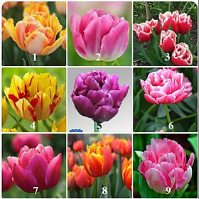 Bộ 5 củ giống hoa tulip kép nhiều màu