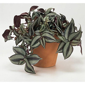 Cây giống thài lài tía - thài lài tím, cây trai đỏ, cây trai tím - Tradescantia pallida