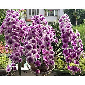 Hoa lan denro thái lan yaya mini chậu size nhỏ hoa quanh năm