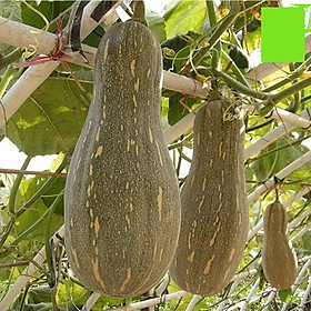 HẠT GIỐNG BÍ MẬT AN NHIÊN F1 AN56 TÚI 50 HẠT - CÂY PHÁT TRIỂN MẠNH