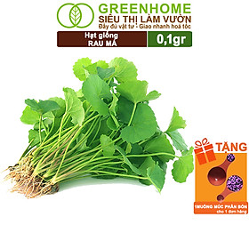 Mua Hạt Giống Rau Má Greenhome  Gói 1g  Dễ Trồng Quanh Năm  Nảy Mầm Cao  Thu Hoạch Nhanh  Năng Suất Cao R12