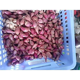 Mua Củ Hành Tím quê Em