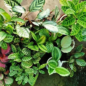 Bộ sưu tập đuôi công
