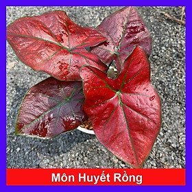 Mua Cây Môn Huyết Rồng - cây cảnh để bàn + tặng phân bón cho cây mau lớn