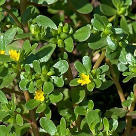 Mua Hạt giống rau sam - rau sâm đất - Gói 0 5 gram