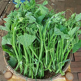 Gói 20gr hạt giống bí siêu ngọn thân mập