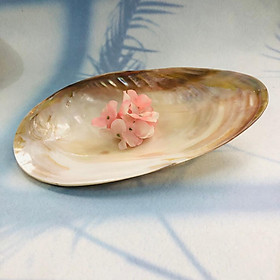 Mua ĐĨA TRAI Trắng 29x17 cm  Đĩa Trai Làm Thủ Công Đựng Trứng Cá Hồi  Trứng Cua  Chấm Gia Vị Sang Trọng  Phụ Kiện Bàn Tiệc