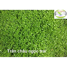 Cây Trân Châu Ngọc Trai - Cây trãi nền thủy sinh