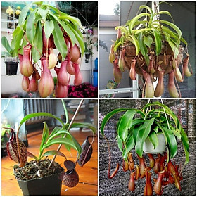 Combo 2 gói hạt giống cây nắp ấm,cây bắt mồi-gói 10 hạt-tặng 3 viên nén ươm hạt