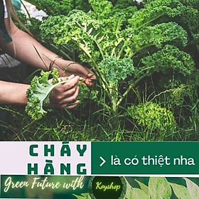 Mua Hạt giống Rau Cải Xoăn Xanh Kale dễ trồng  năng suất cao