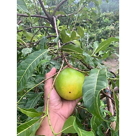 Sản phẩm VÚ SỮA HOÀNG KIM