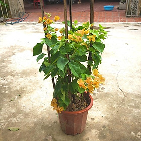 Cây hoa giấy màu vàng  đang hoa cao 50-70cm