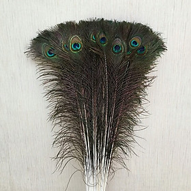 Combo 20 lông công tự nhiên dài 80cm